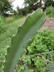 Acanthocereus tetragonus