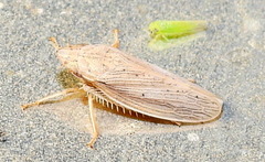 Prairiana