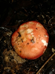 Russula aurea