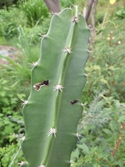 Acanthocereus tetragonus