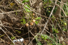 Cordia dichotoma