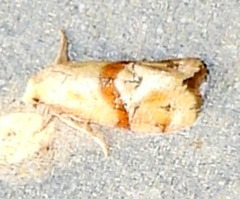Cochylis caulocatax