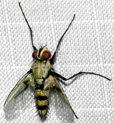 Microphthalma disjuncta