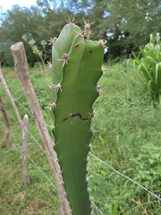 Acanthocereus tetragonus