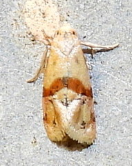 Cochylis caulocatax