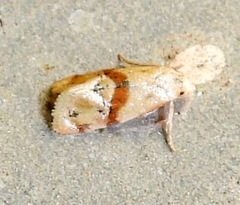 Cochylis caulocatax