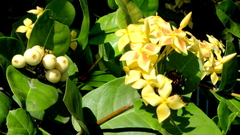 Ixora