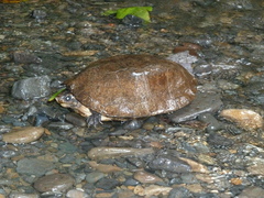 Malayan Flat-Shelled Turtle photo 2
