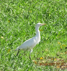 Bubulcus ibis