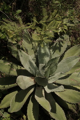Agave maximiliana