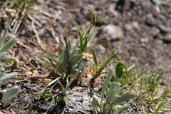 Antennaria lanata