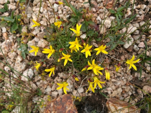 Saxifraga pseudohirculus