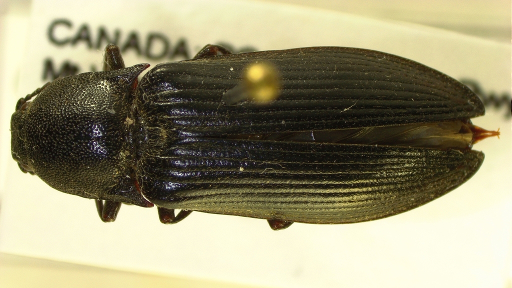 Ctenicera uliginosa
