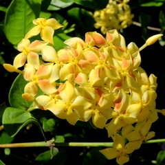 Ixora