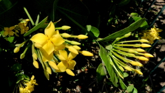 Ixora