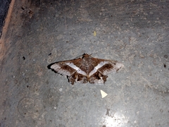 Chiasmia nora