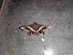 Chiasmia nora