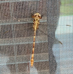 Aphylla angustifolia