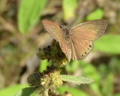 Timochreon satyrus forta
