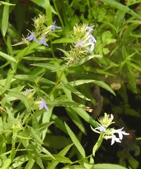 Palmerella debilis serrata