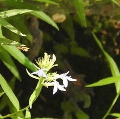 Palmerella debilis serrata