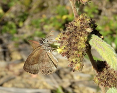 Timochreon satyrus forta