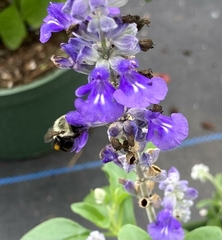 Bombus impatiens image