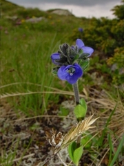 Veronica bellidioides