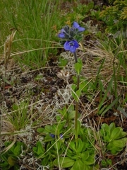 Veronica bellidioides