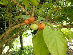 Vangueria madagascariensis