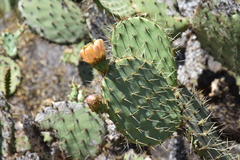 Opuntia clarkiorum