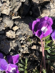 Oxytropis kamtschatica
