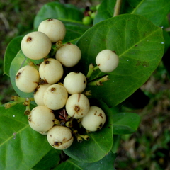 Ixora