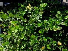 Ixora