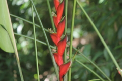 Heliconia stricta