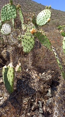 Opuntia clarkiorum