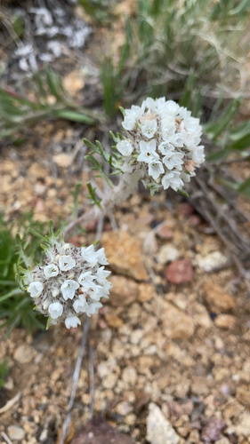 Hoosier Pass ipomopsis (Ipomopsis globularis)