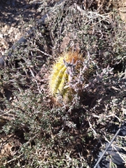 Trichocereus spachianus