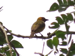Ploceus brachypterus