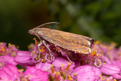 Dichrorampha plumbana