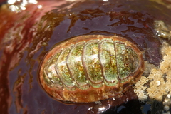 Dendrochiton flectens