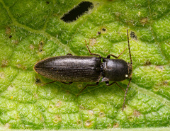 Agriotes gallicus