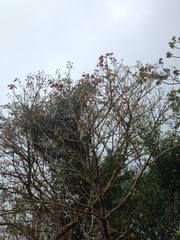 Erythrina poeppigiana