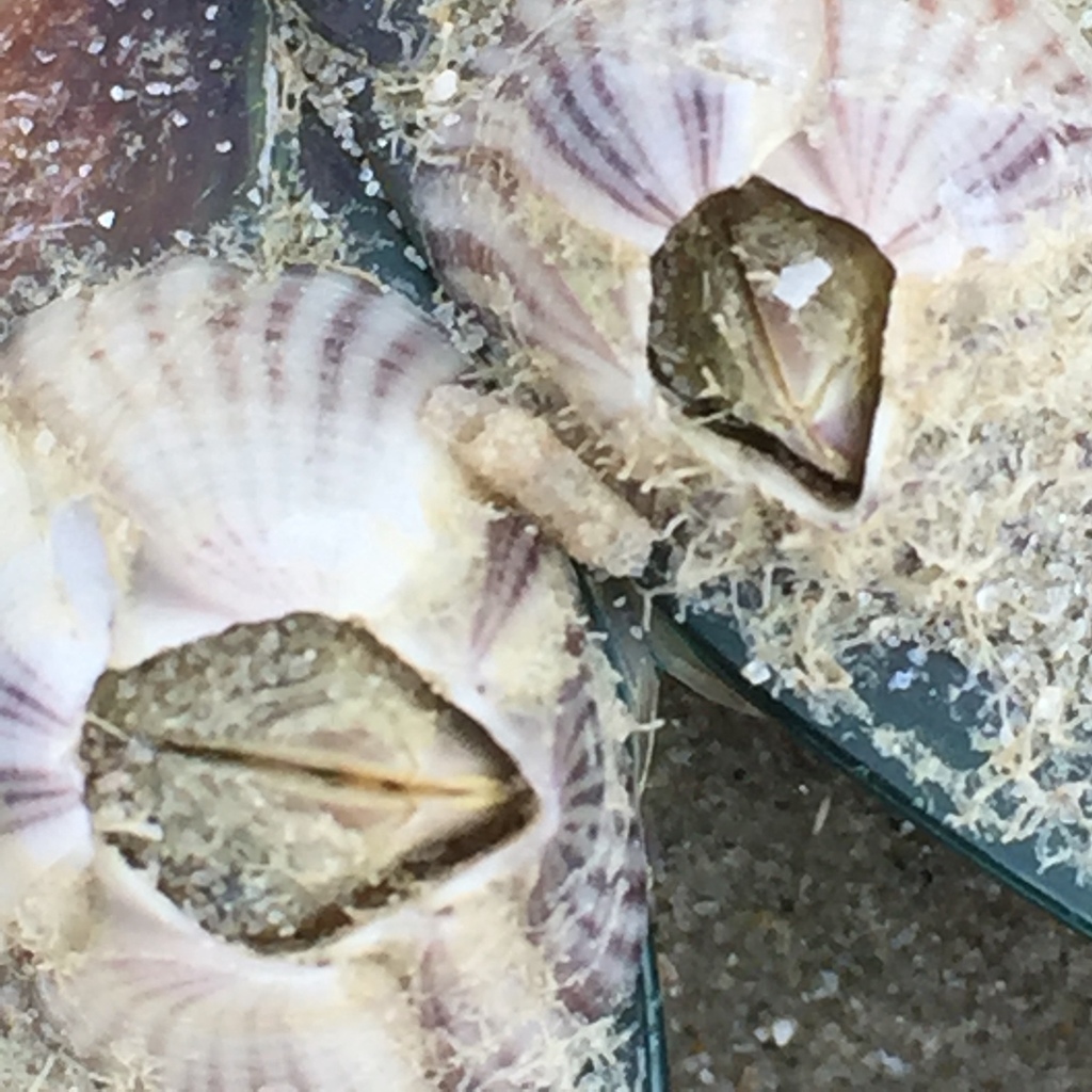 Reticulated Barnacle