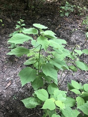 Hibiscus lasiocarpos