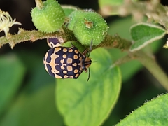 Orsilochides scurrilis