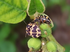 Orsilochides scurrilis