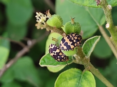 Orsilochides scurrilis