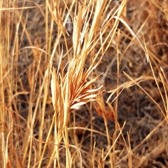 Themeda