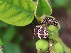 Orsilochides scurrilis